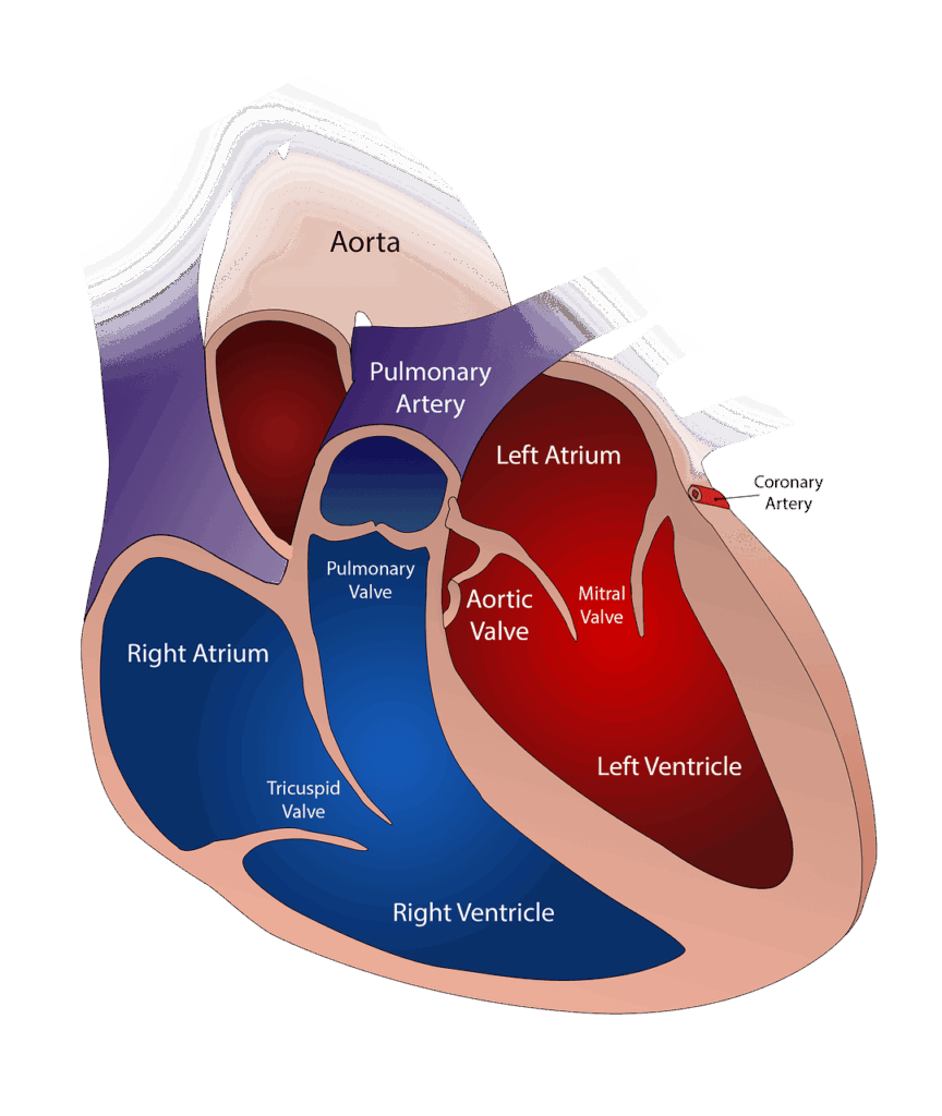 heart valve circulatory 2222964