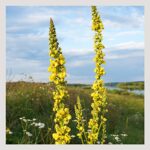 Mullein Leaf | Cut and Sifted | Wild-Crafted | Loose Leaf Tea | 16 ounces version 1.0.0