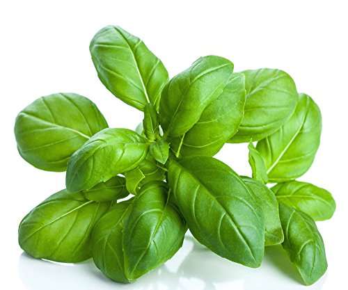 US-Organic-100-Pure-Basil-Essential-Oil-USDA-Certified-Organic-Steam-Distilled-W-Euro-droppers-More-Size-Variations-Available-15-ml-5-fl-oz version 1.0.0